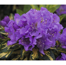 Close-up van een bloeiende paarse rhododendronplant