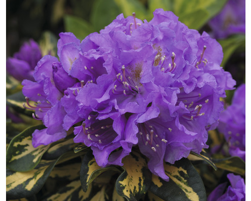 Close-up van een bloeiende paarse rhododendronplant