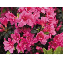 Close-up van een azalea met roze bloemen