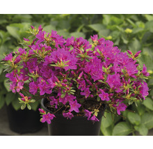 Azalea in pot met paarse bloemen