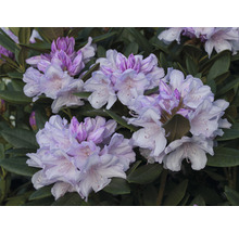 Close-up van rododendronbloemen