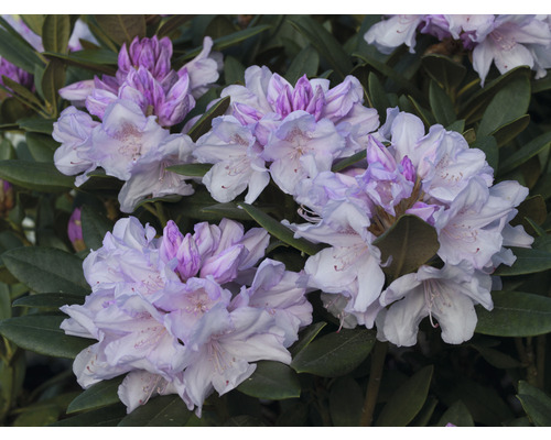 Close-up van rododendronbloemen