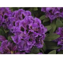 Close-up van een paarse rododendronbloem met groene bladeren