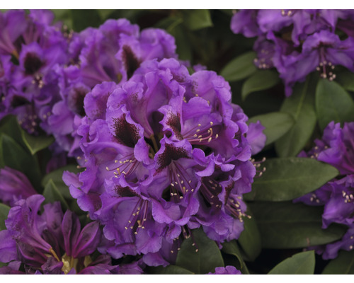 Close-up van een paarse rododendronbloem met groene bladeren