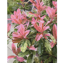 Japanse schijnlavendel met roze en groene bladeren