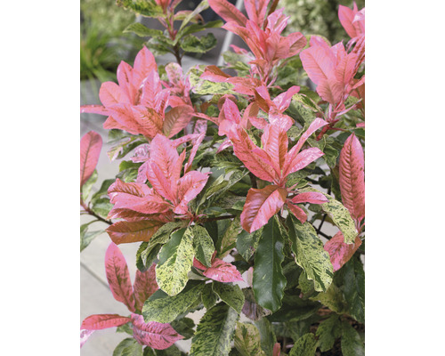 Japanse schijnlavendel met roze en groene bladeren