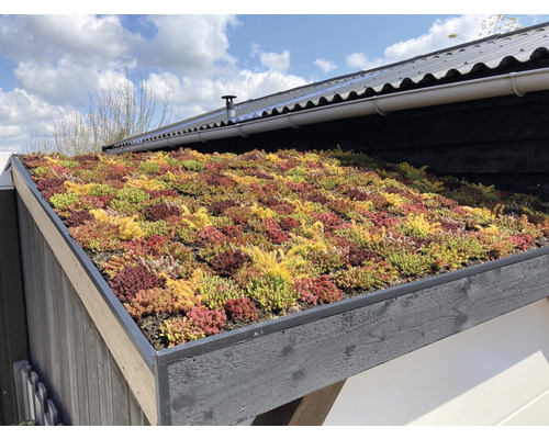 Aanzicht van een groen dak met sedumplanten op een gebouw