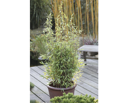 Bamboeplant in een plantenbak op een houten terras