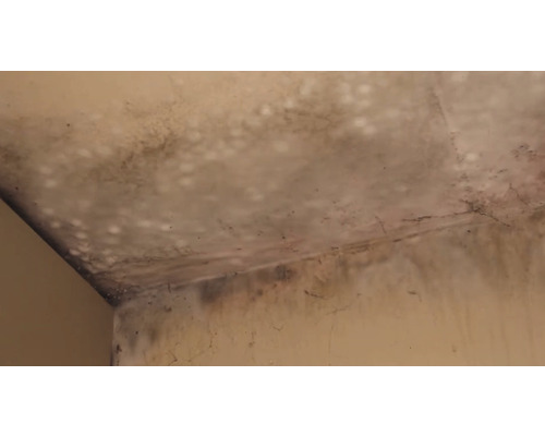 Plafond en muur met schimmel