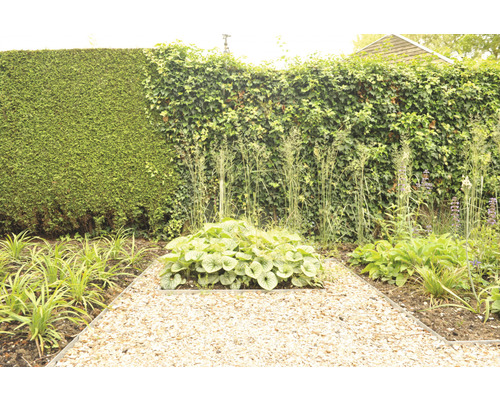 Tuin met heggen, planten en grindpad