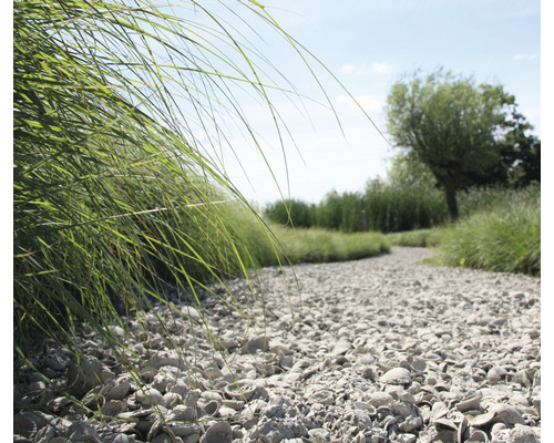 Tuinpad bedekt met schelpen, omgeven door gras