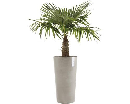 Hennep palmboom in hoge plantenbak