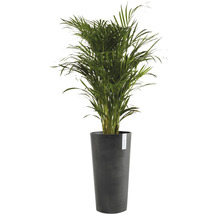 Areca palm in pot