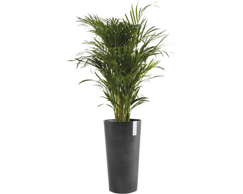 Areca palm in pot
