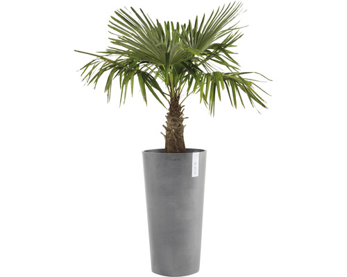 Henpalm in hoge plantenbak