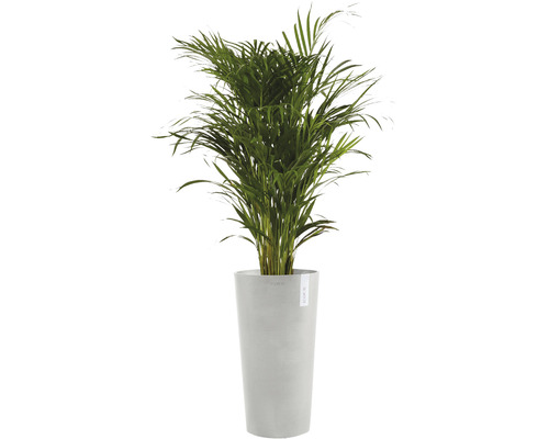 Kamerplant Areca palm in plantenbak