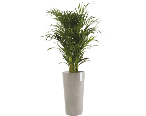 Areca palm in plantenbak