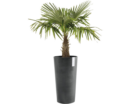 Hennep palm in plantenbak voor binnenshuis