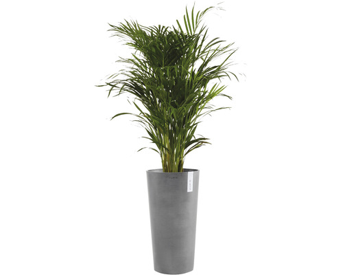 Goudpalm in plantenbak