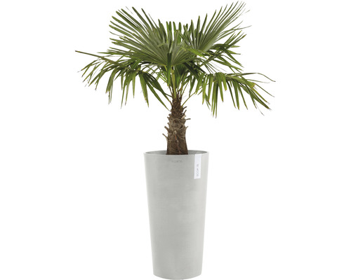 Hennep palm in een plantenbak