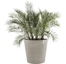 Dadelpalm in plantenbak