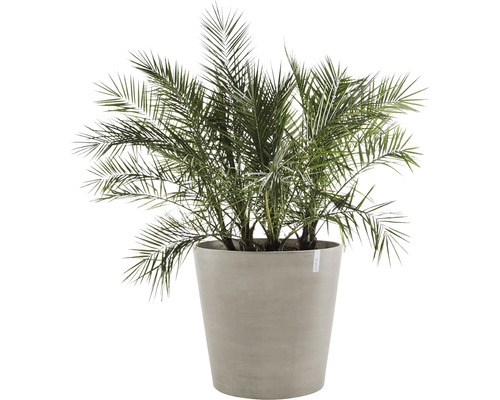 Dadelpalm in een plantenbak