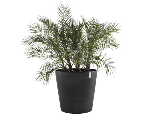 Dadelpalm in plantenbak