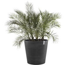 Dadelpalm in pot