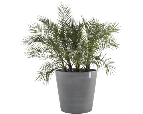 Dadelpalm in pot
