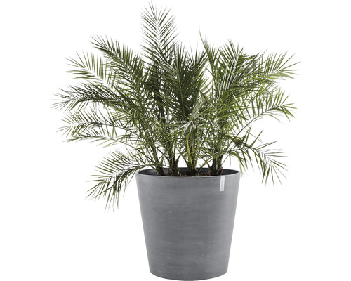 Dadelpalm in een plantenbak