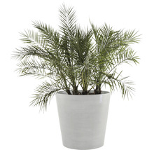 Dadelpalm in een plantenbak
