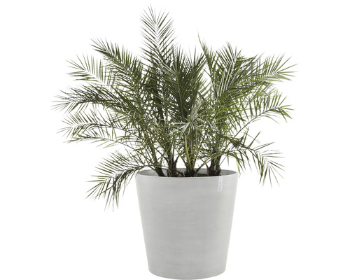 Dadelpalm in een plantenbak