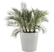 Dadelpalm in plantenbak