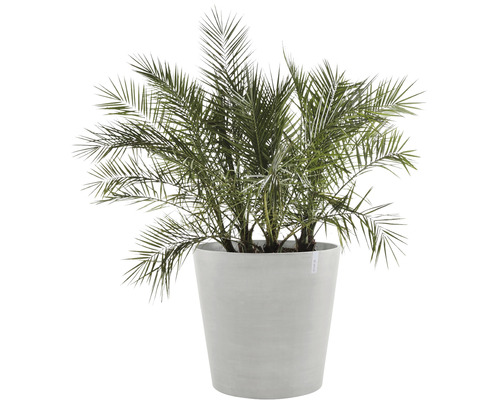 Dadelpalm in plantenbak