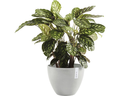 Gebedsplant in een plantenbak