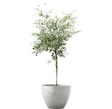 Solitaire boom in een plantenbak