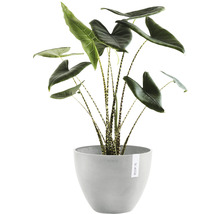 Alocasia Zebrina kamerplant in pot