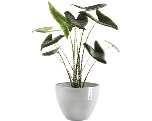 Alocasia Zebrina kamerplant in pot