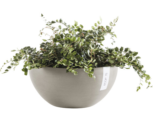 Kruipende duizendknoop in een plantenbak