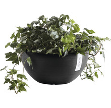 Ecopots plantenbak met klimop