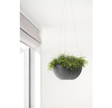 Hangende plantenbak met groene plant in een interieur.