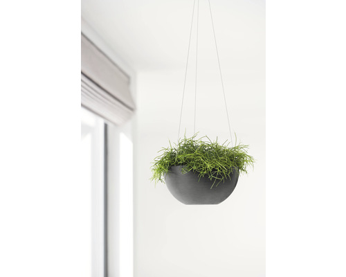 Hangende plantenbak met groene plant in een interieur.