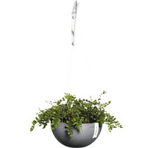 Hangende plantenbak met plant en wandhouder