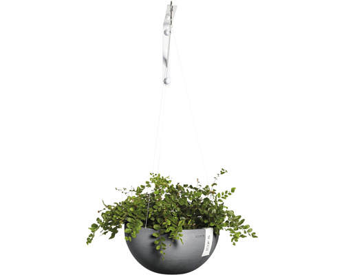 Hangende plantenbak met plant en wandhouder