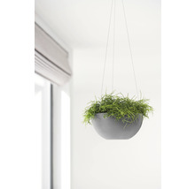 Hangende plantenbak met plant