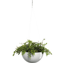 Hangende plantenbak met groene plant