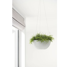 Hangende plantenbak met groene plant in interieur