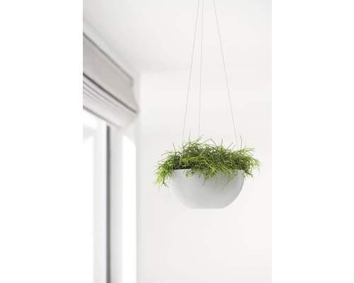 Hangende plantenbak met groene plant in interieur