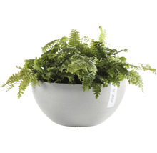 Groene varen in een grijze plantenbak