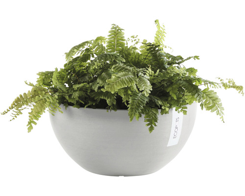 Groene varen in een grijze plantenbak